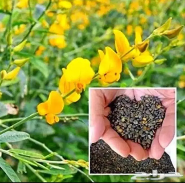 بذور عشبة الهانا العلفية 0