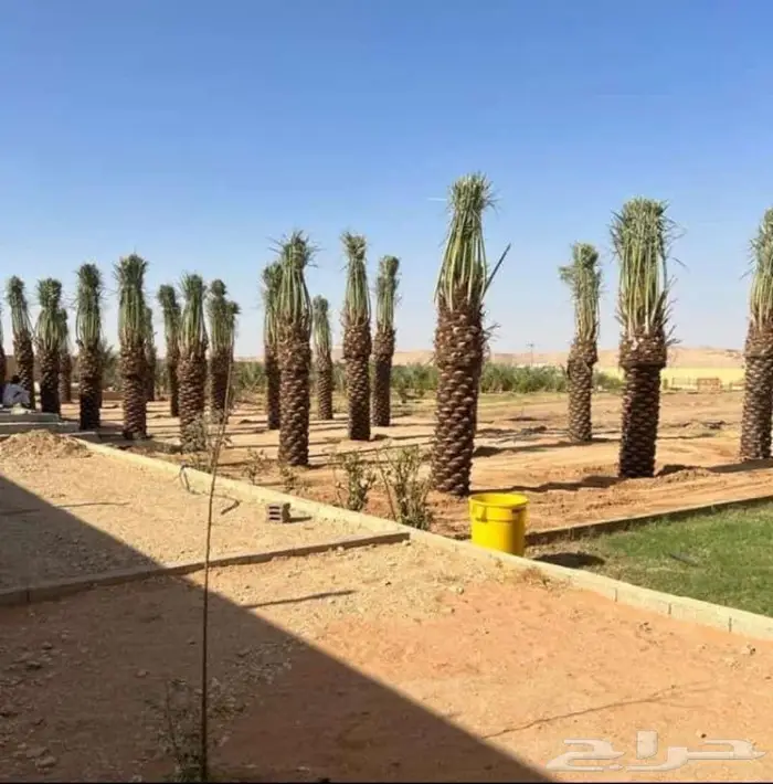 للبيع النخيل المثمر 4