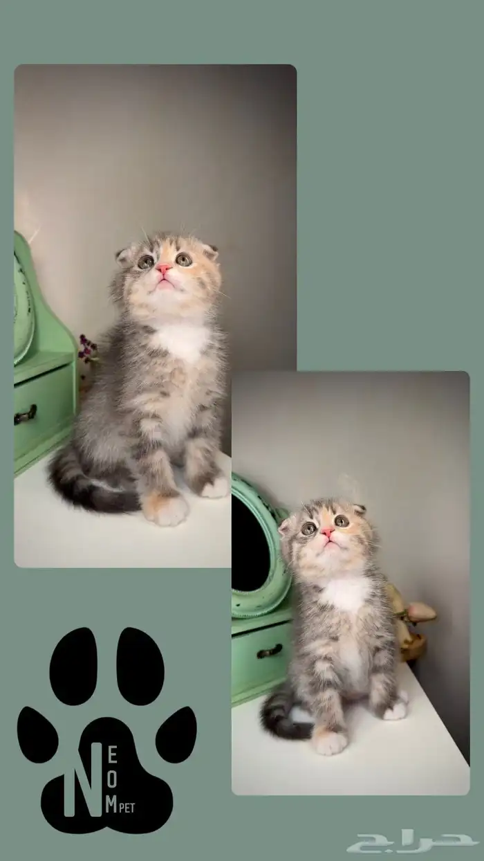 سكوتش فولد انثى ذكر قطط صغيرة شهرين شيرازي هاف بيكي فيس قطه 4