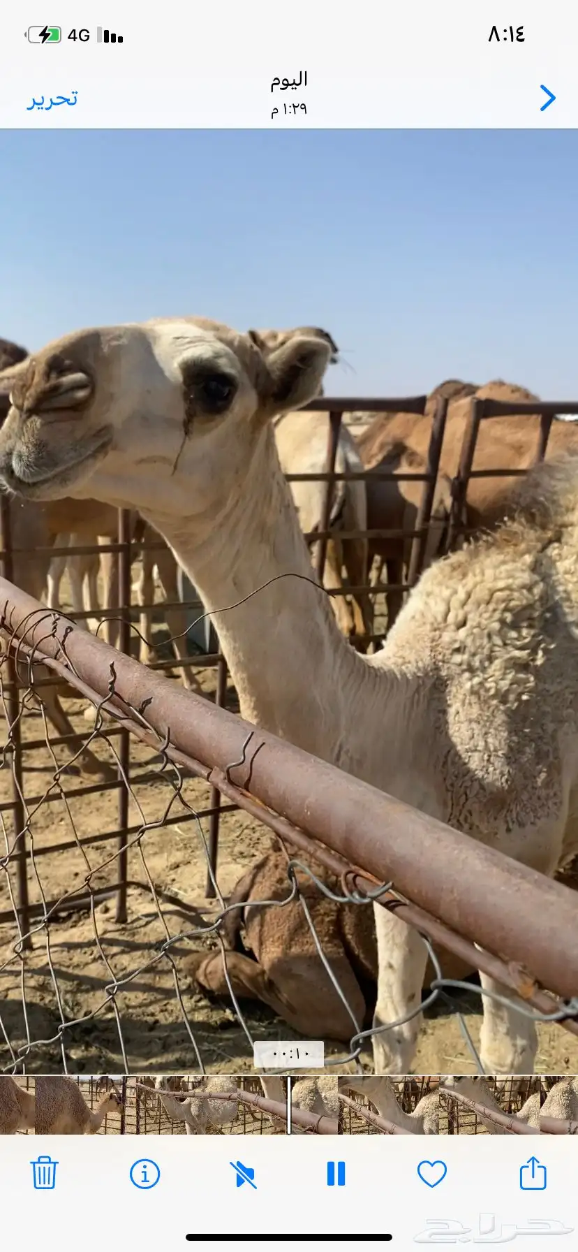 البعير الاشقح الكفو 3