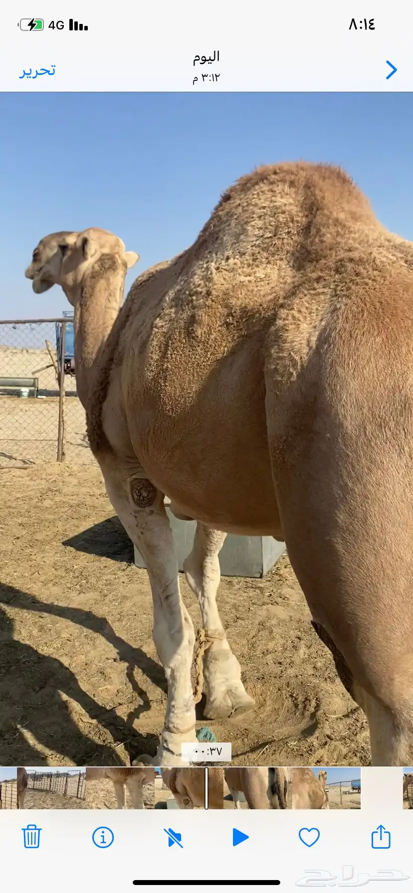 البعير الاشقح الكفو 7