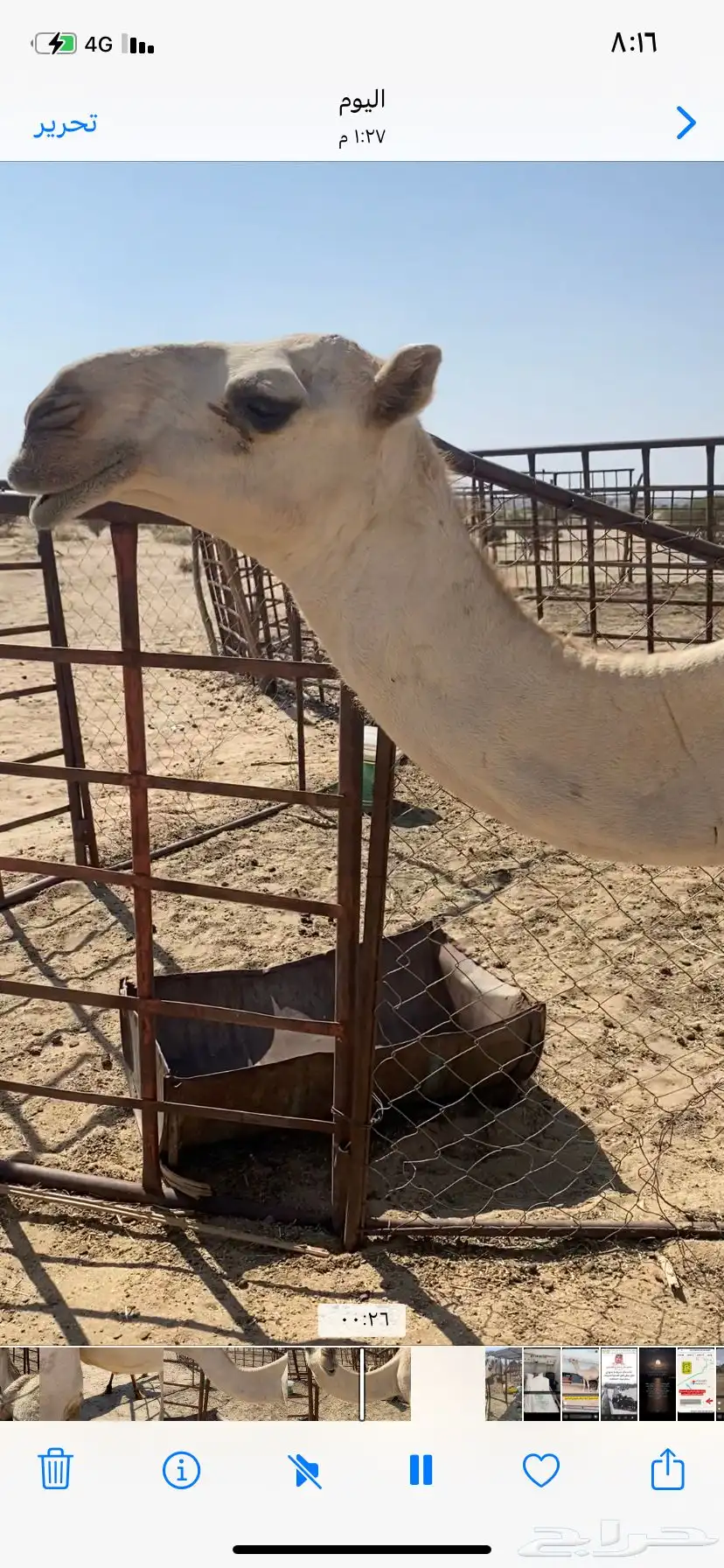 البعير الاشقح الكفو 0