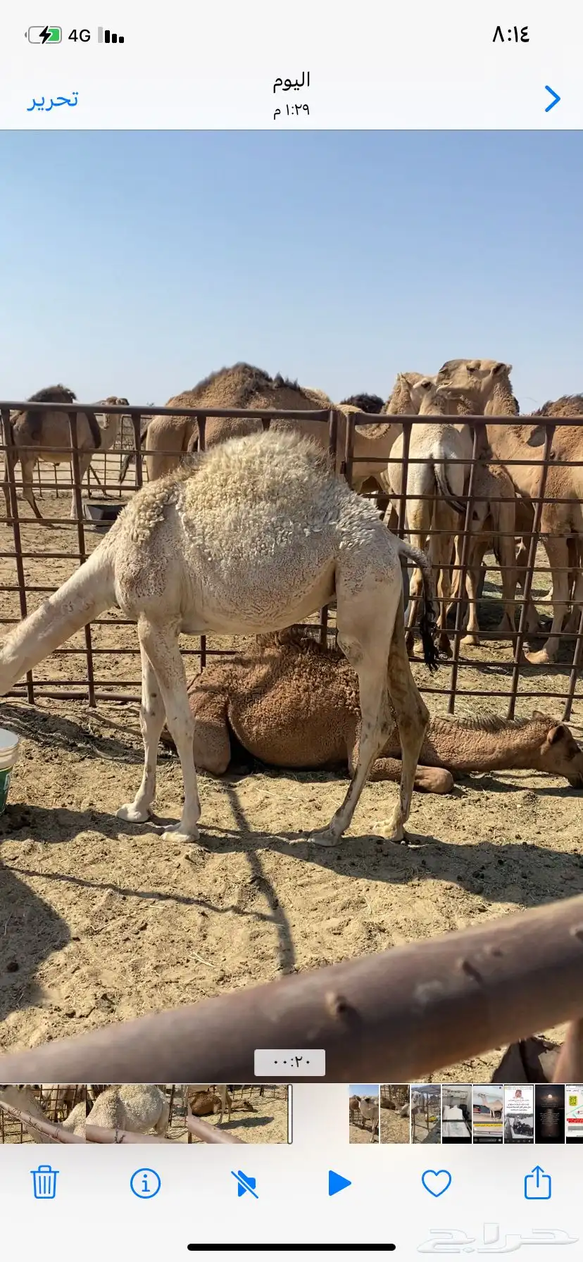 البعير الاشقح الكفو 5