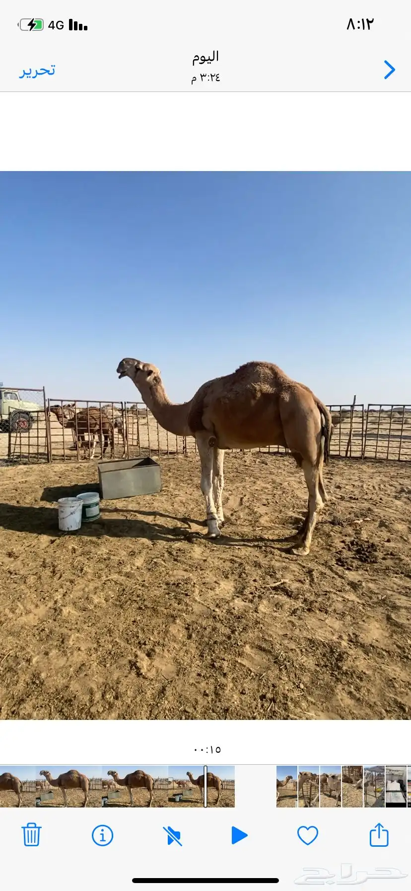 البعير الاشقح الكفو 8