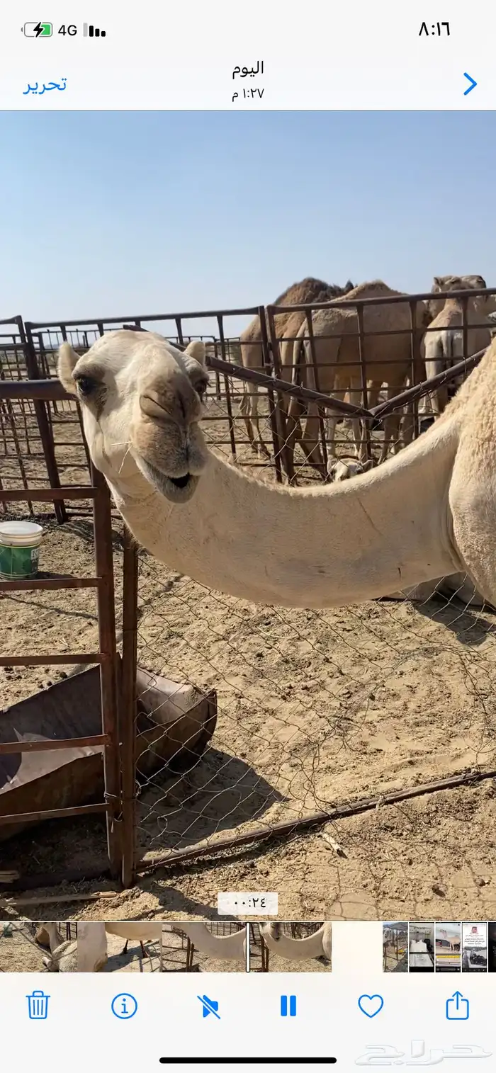 البعير الاشقح الكفو 1