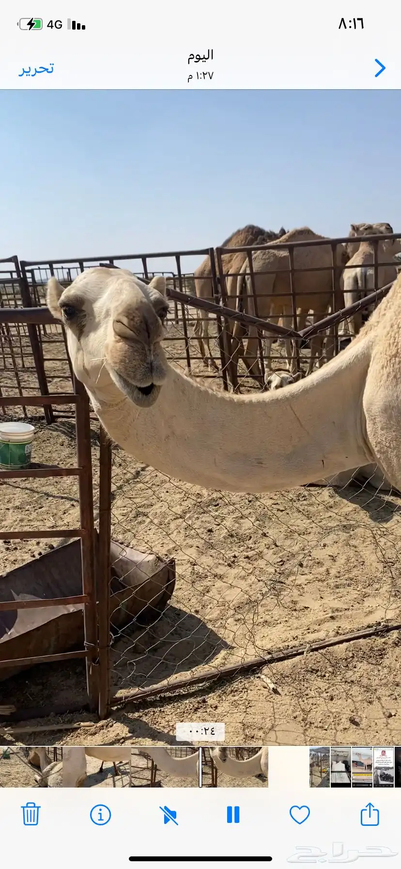 البعير الاشقح الكفو 1