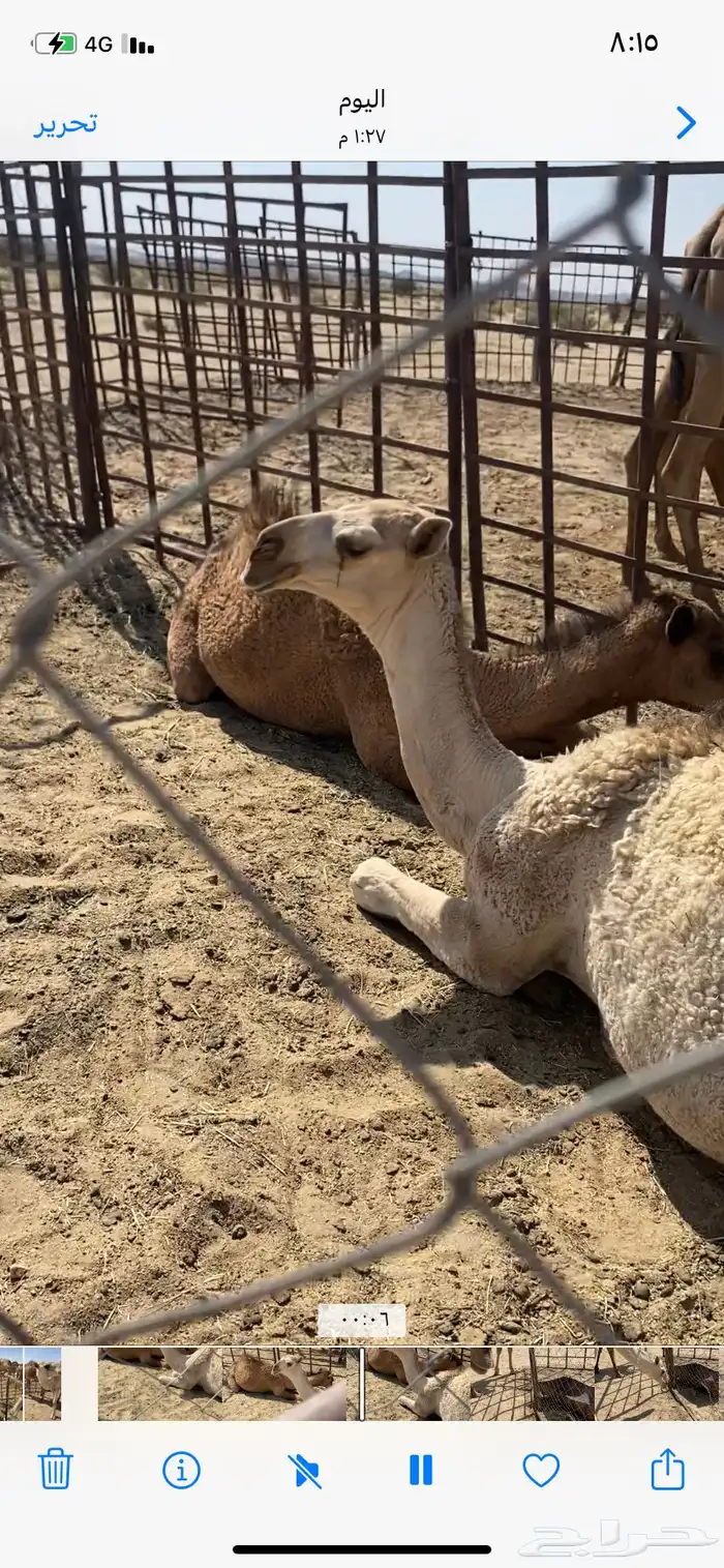 البعير الاشقح الكفو 2