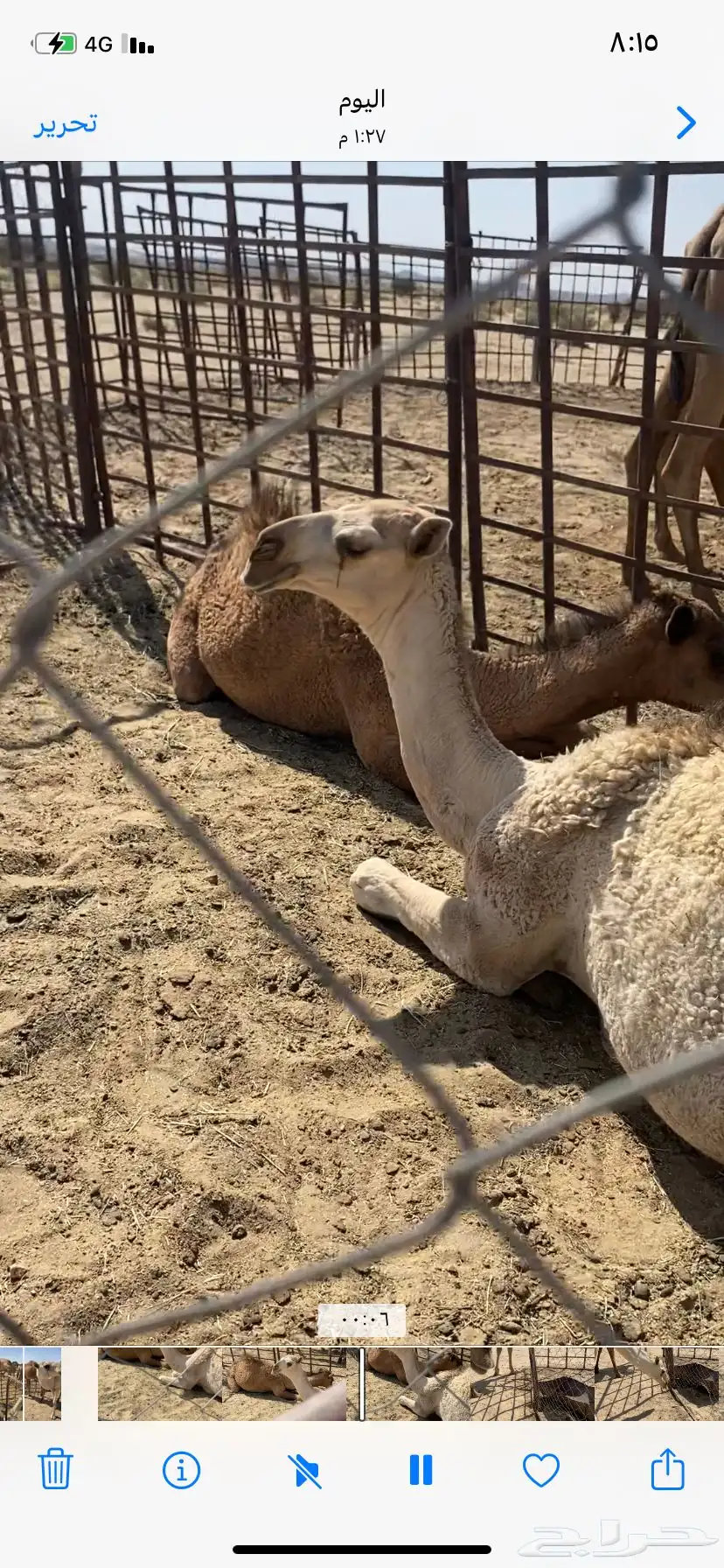 البعير الاشقح الكفو 2