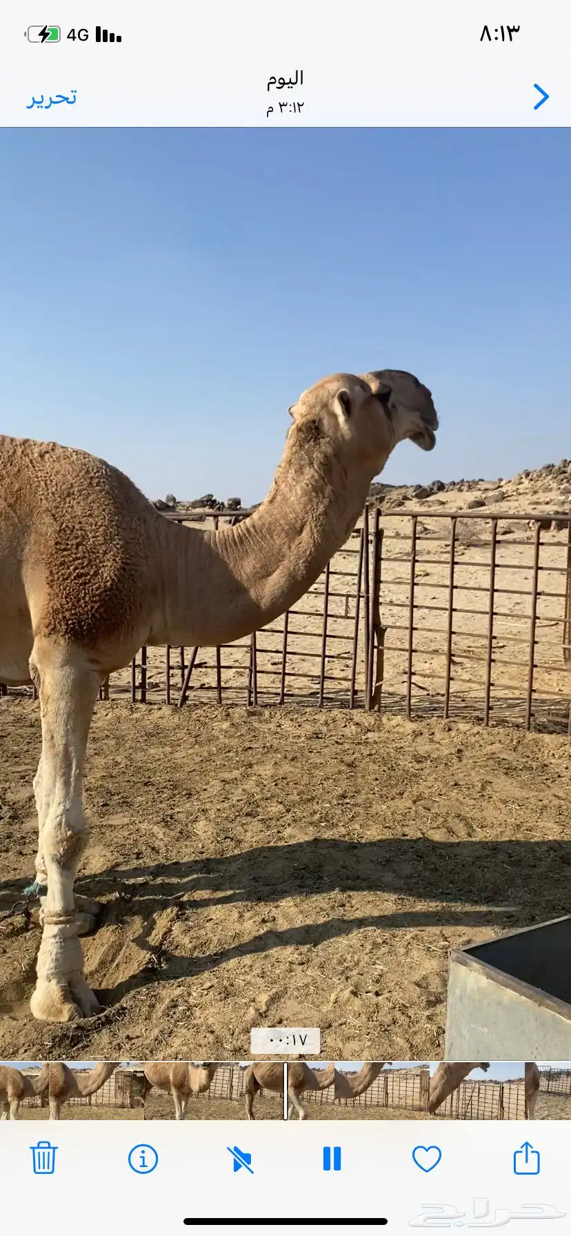 البعير الاشقح الكفو 6