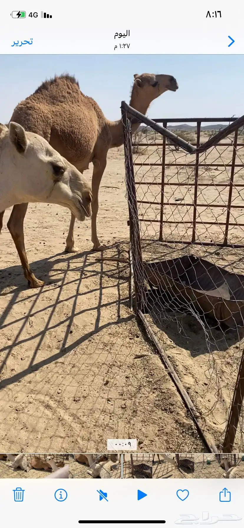 البعير الاشقح الكفو 4