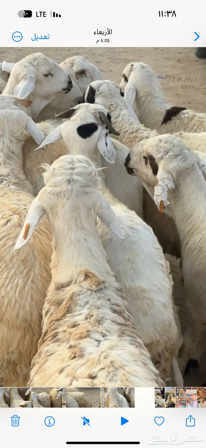 سواكني ابيض ذبايح كامله وارباع وانصاص حنذي ولحم ني 1