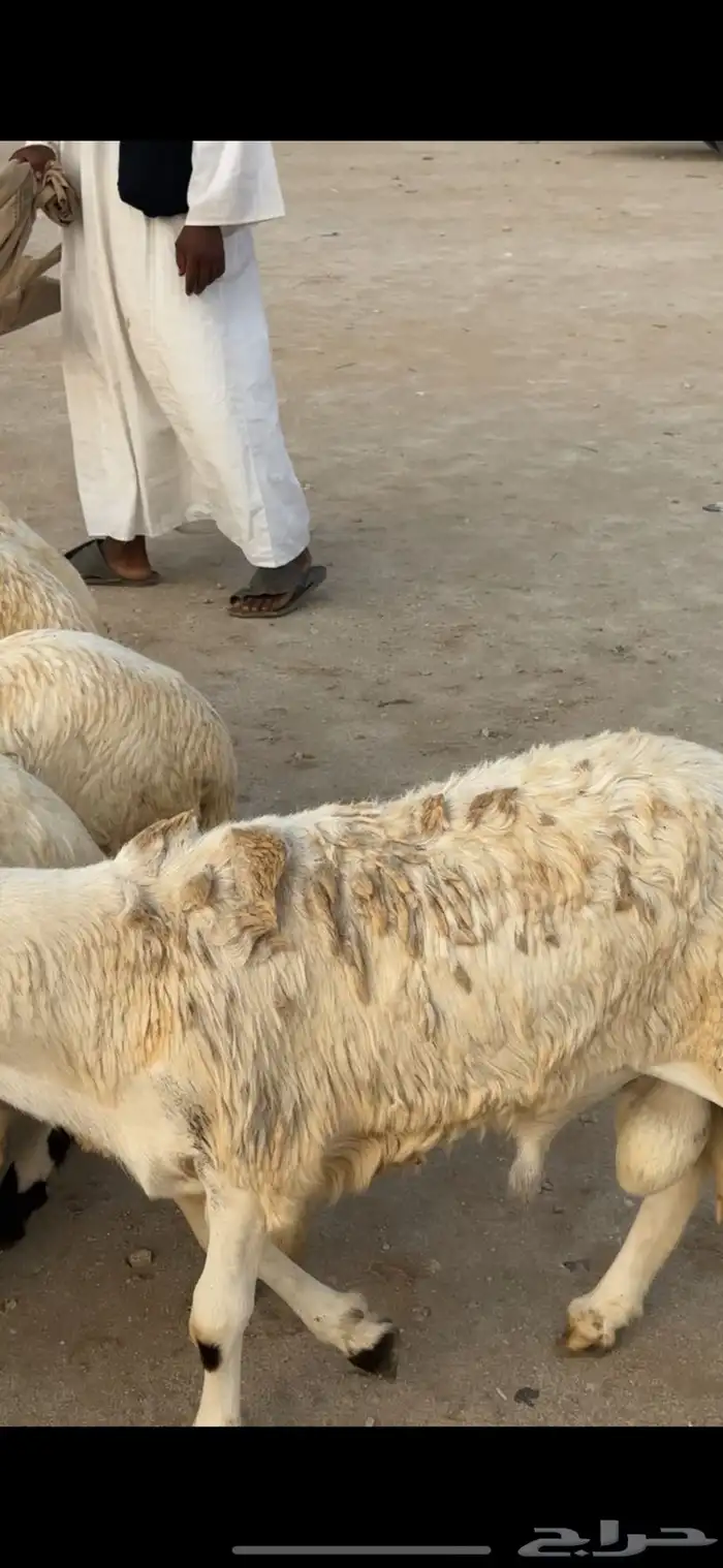 سواكني ابيض ذبايح كامله وارباع وانصاص حنذي ولحم ني 4