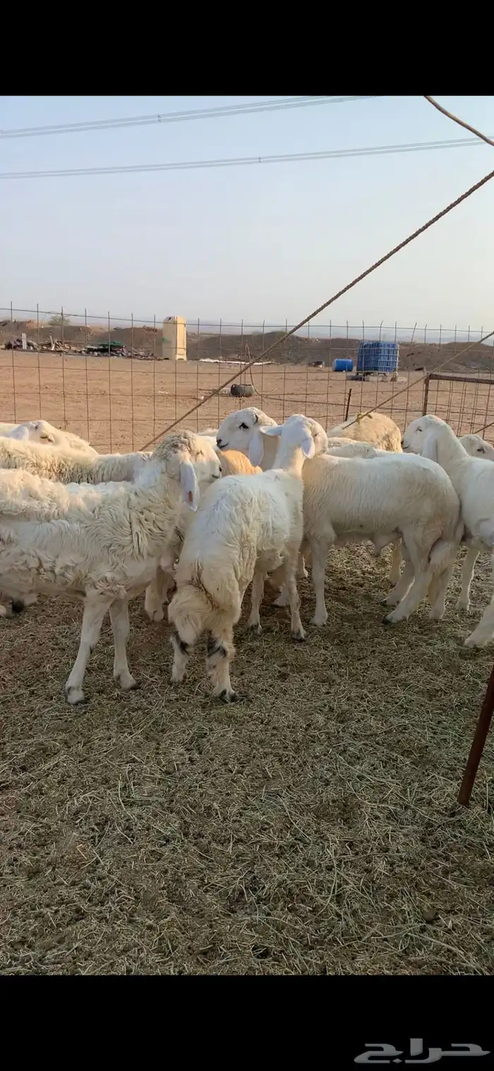 ذبايح حري باسعار مناسبه جدا  حري البر الشي النظيف 0