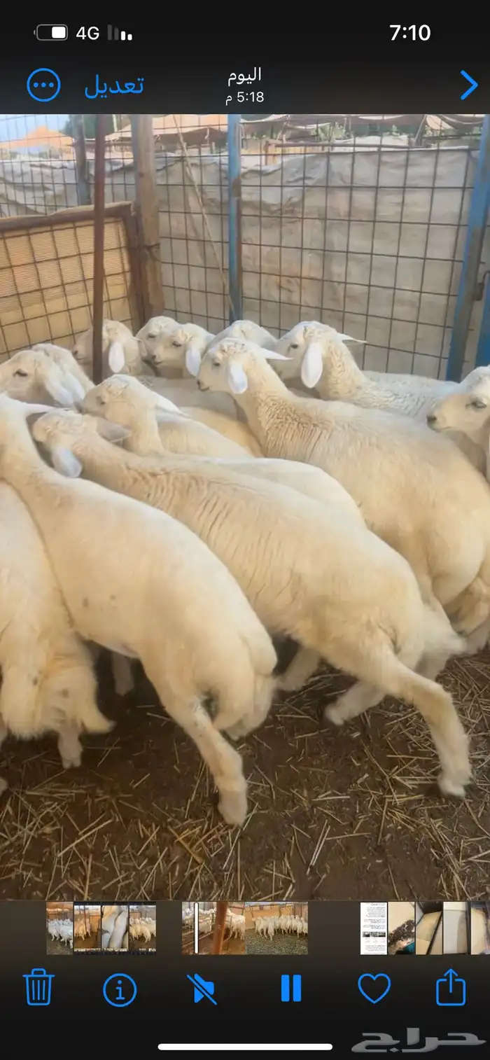اضاحي ذبايح طليان فاخره 1