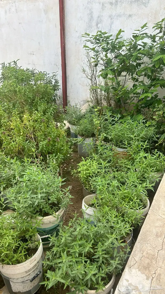 حبق 0