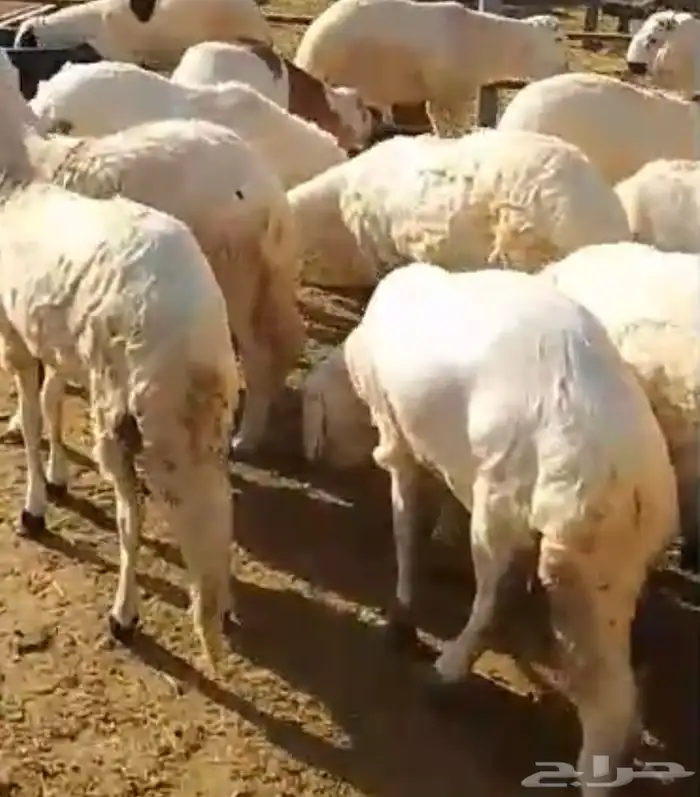 طليان سواكن دبازين جذعان 1