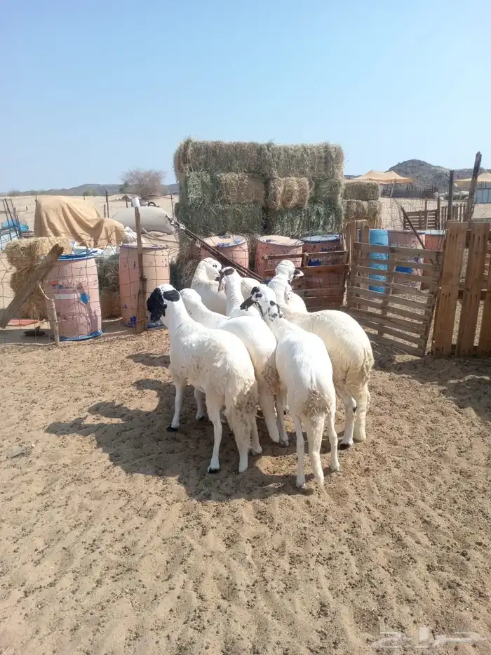 الشميسي طريق الخواجات 1