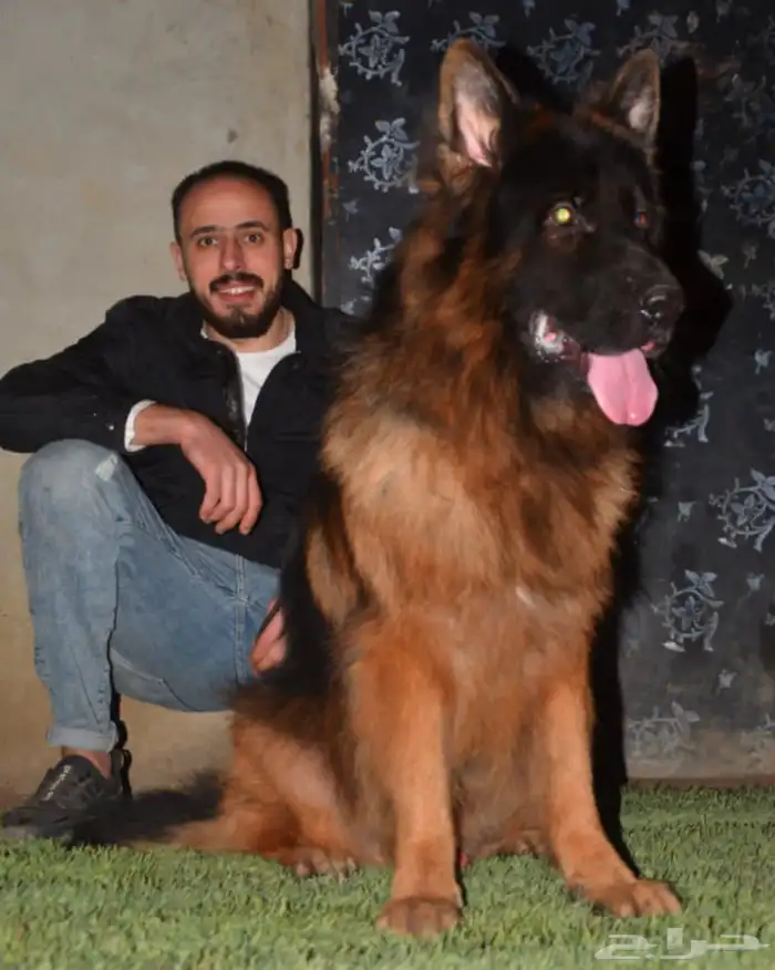 مدرب كلاب 4