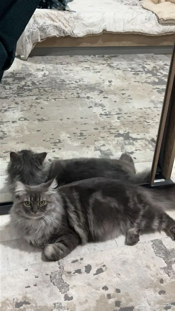 قط ذكر للتزاوج 0