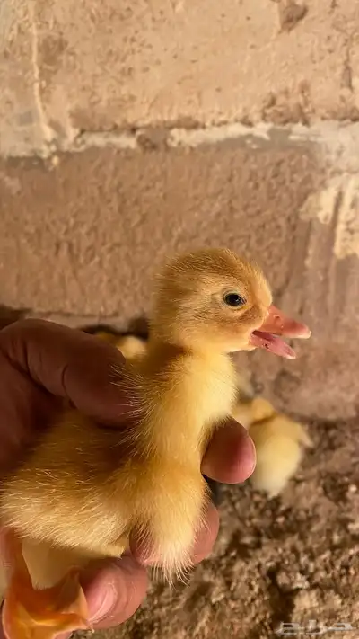 صوص بط بكيني 2