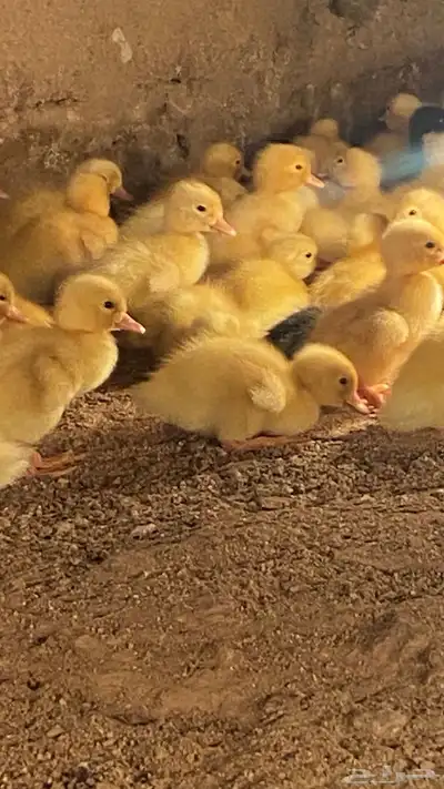 صوص بط بكيني 1
