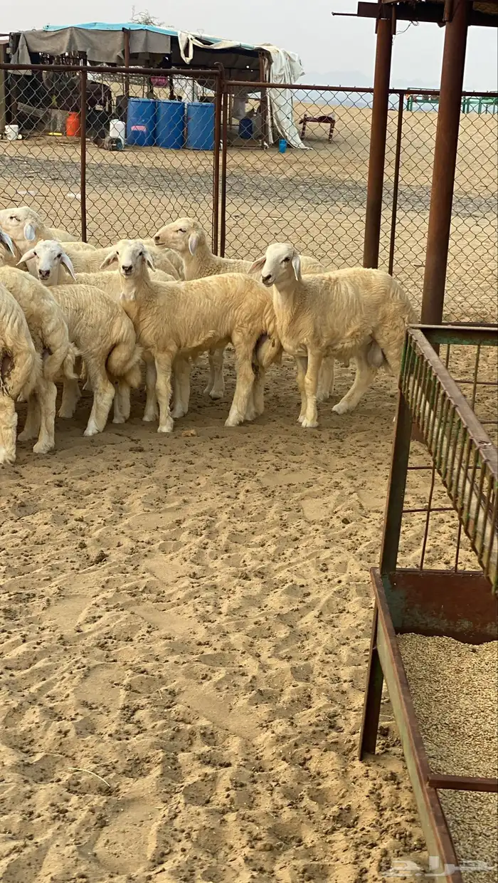 طليان للبيع 1