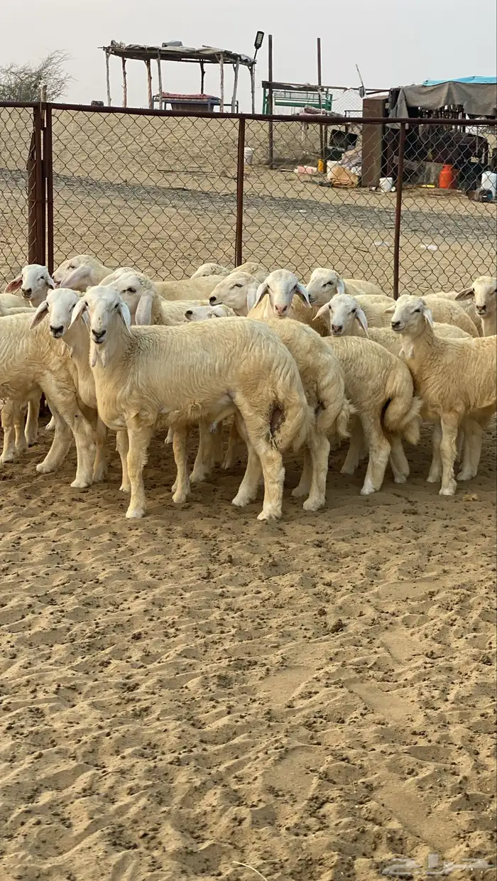 طليان للبيع 0