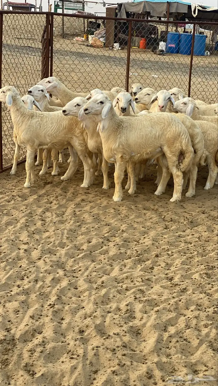 طليان للبيع 3