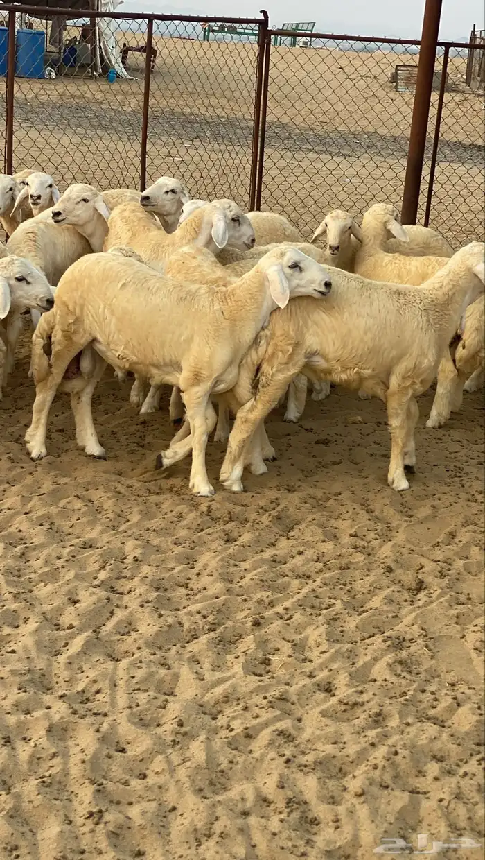 طليان للبيع 2