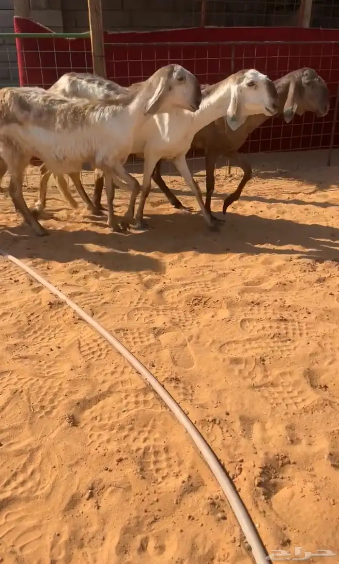 سواكن دفيع صنف خصم تم البيع 1