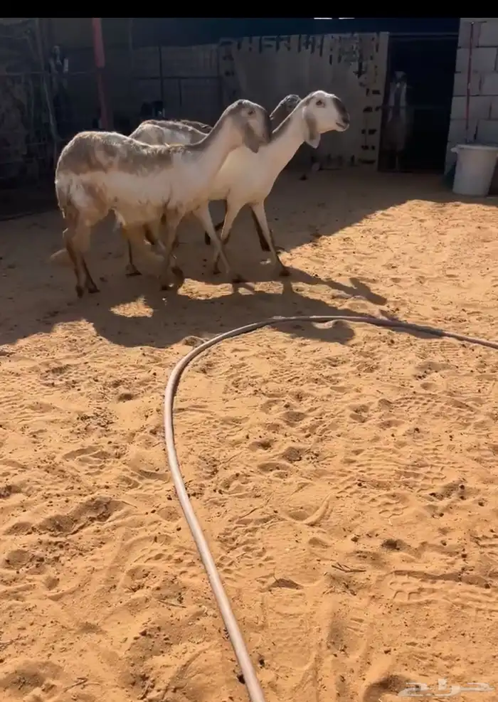 سواكن دفيع صنف خصم تم البيع 0