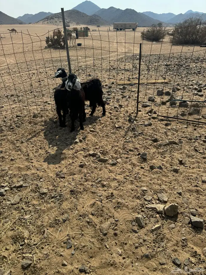 مطلوب تيوس وجفار العدد من 50 إلى 300 0
