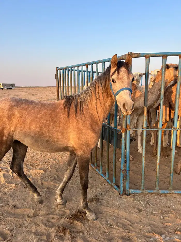 تم البيع تم البيع الله يبارك إلا راعيها 2