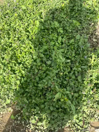 شاهي أخضر مغربي 0
