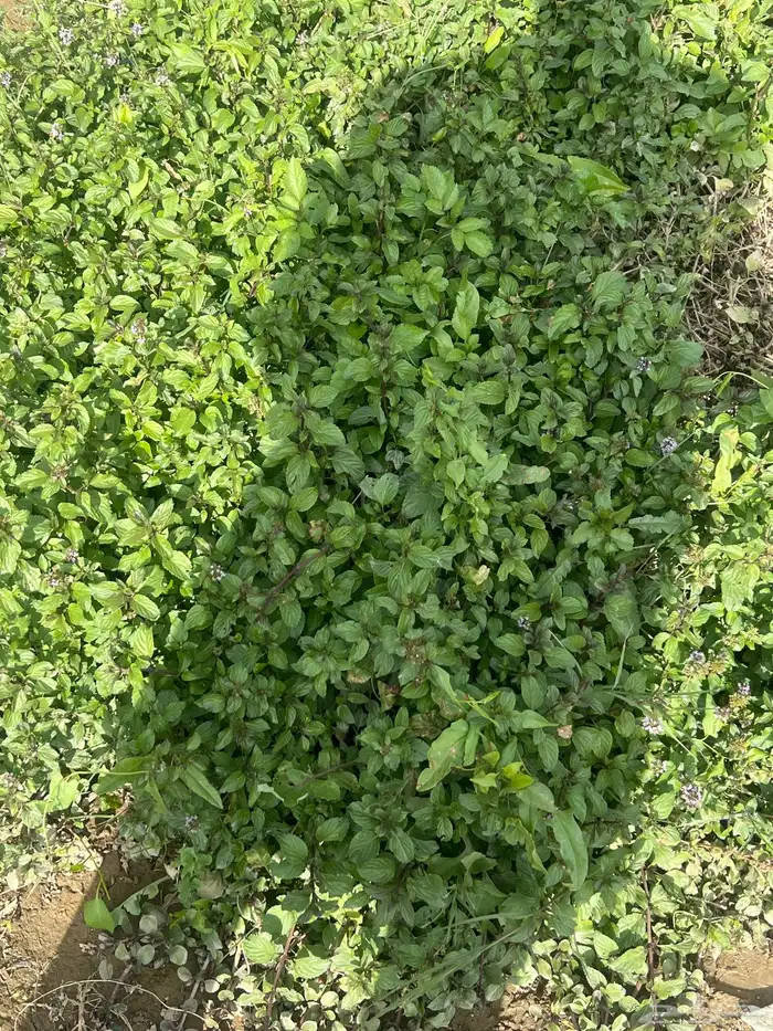 شاهي أخضر مغربي 0