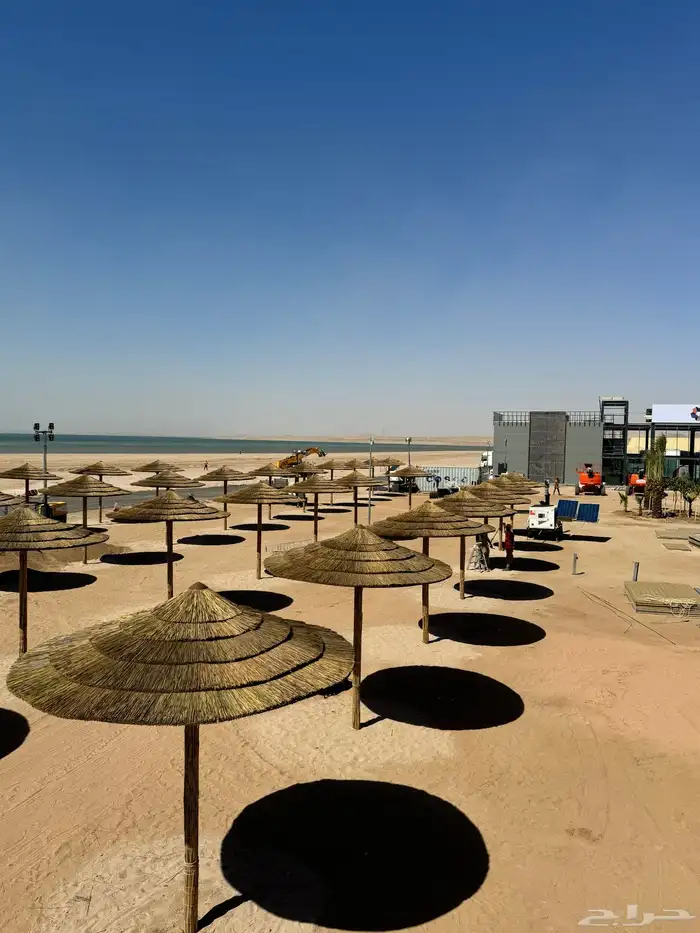 خيزران البامبو الأفريقي والأندونيسي بوهو 0
