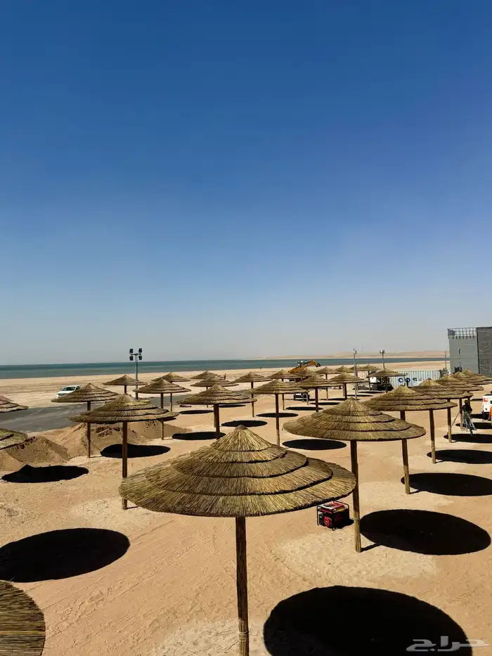 خيزران البامبو الأفريقي والأندونيسي بوهو 3