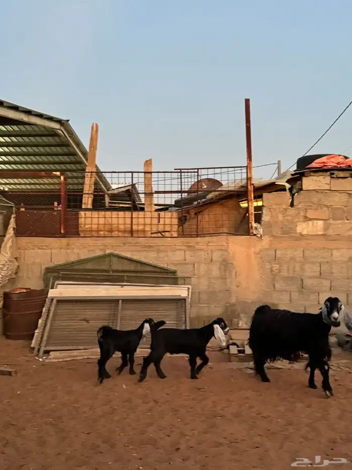 عنز عارضيه معها اثنين 4
