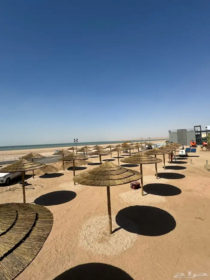 خيزران البامبو الأفريقي والأندونيسي بوهو 5