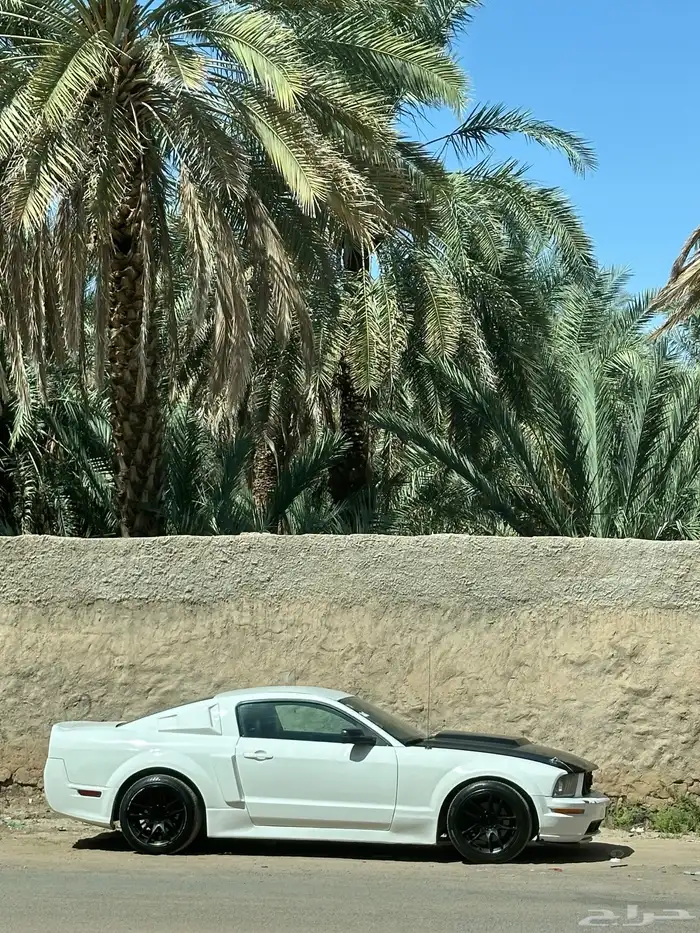 موستنج 0