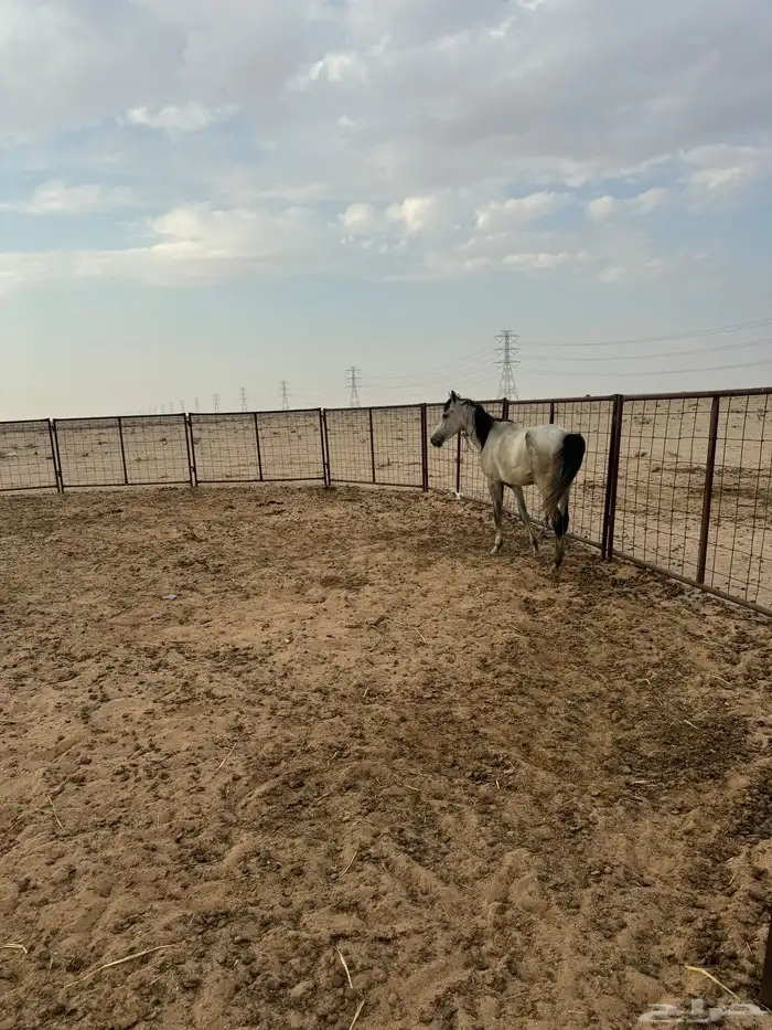 خيل 2
