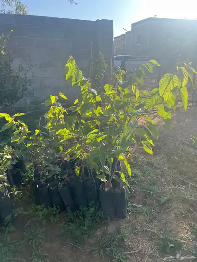 شتلات انواع مثمره 4