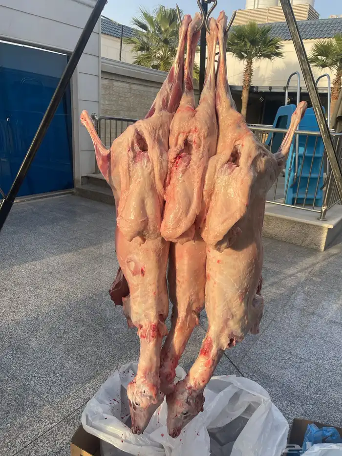 معلم مشويات 0