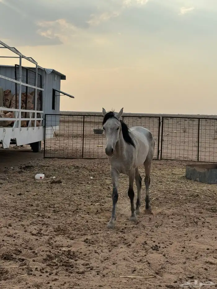 خيل 0