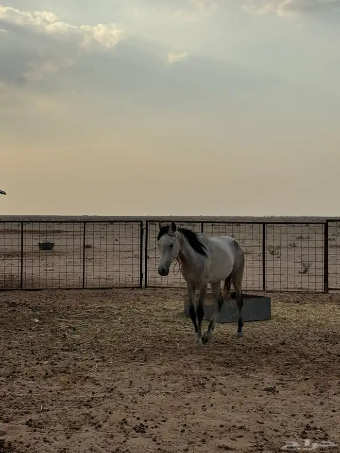 خيل 1