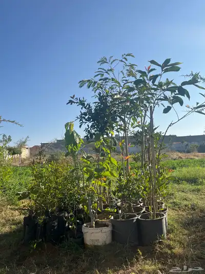 شتلات انواع مثمره 0