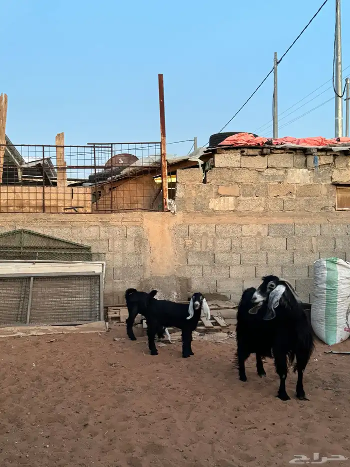 عنز عارضيه معها اثنين 2