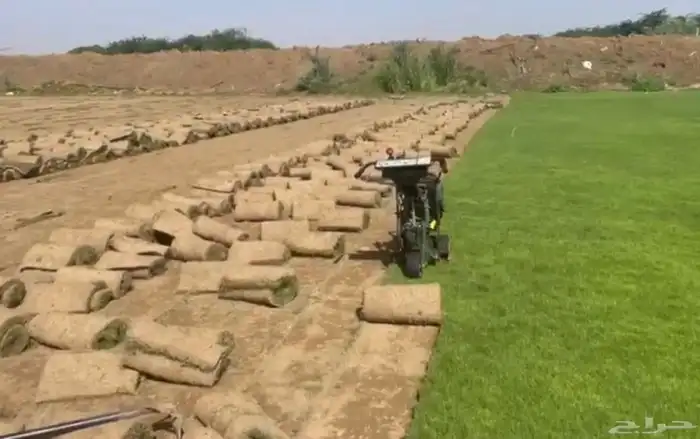 نجيل طبيعي 1