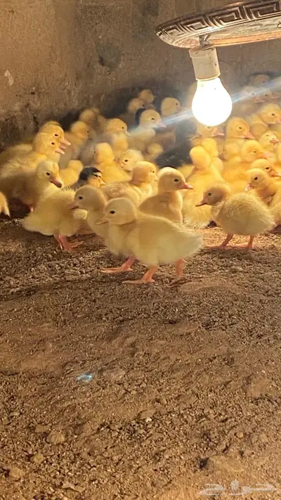 صوص بط بكيني 0