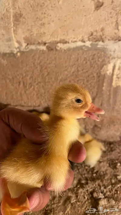 صوص بط بكيني 1